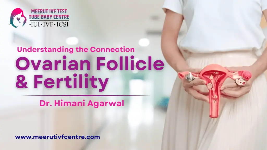 Ovarian Follicle & Fertility